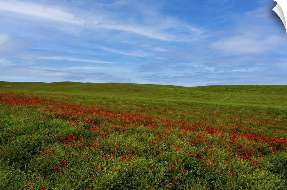 I found this green field extending all over the hill with spontaneous poppy flowers contrasting in red and white.
