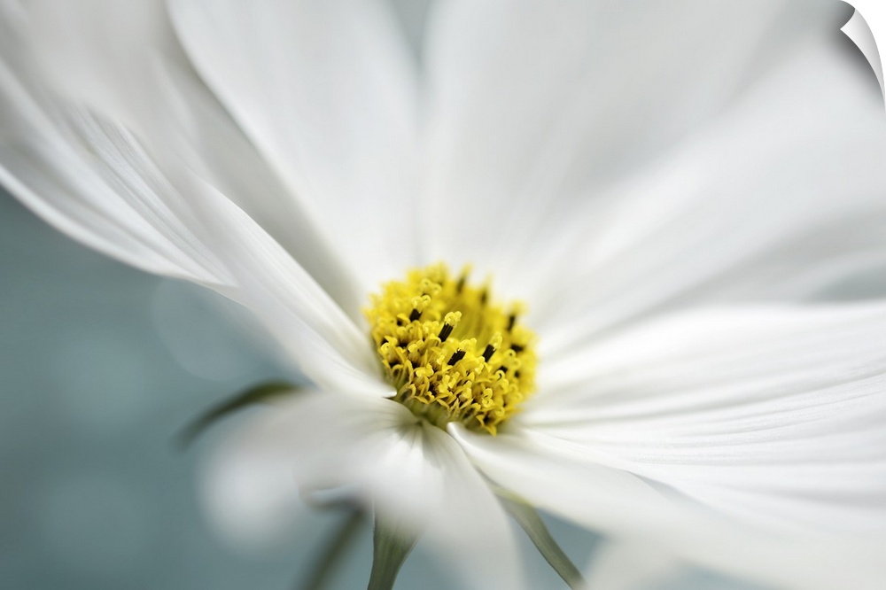 Close up view of the yellow center of a white flower.