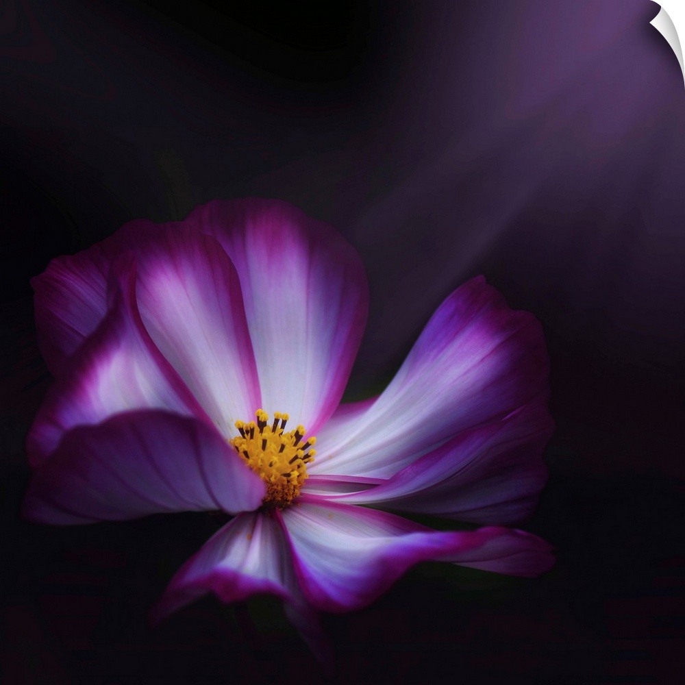 Up-close photograph of flower blossom on a dark background.