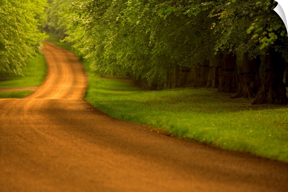 Large canvas photo of a long dirt road with a dense forest on either side.