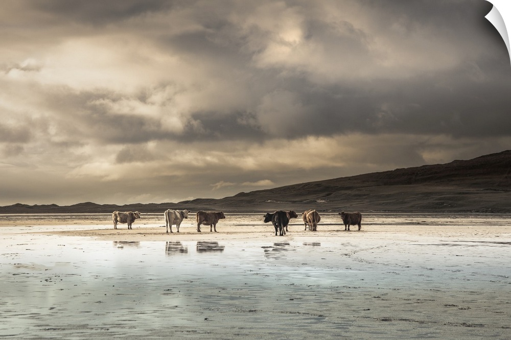 Cows on the Beach at Scarista in the Isle of Harris, Scotland.