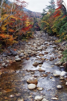 Creek in an Autumn Forest