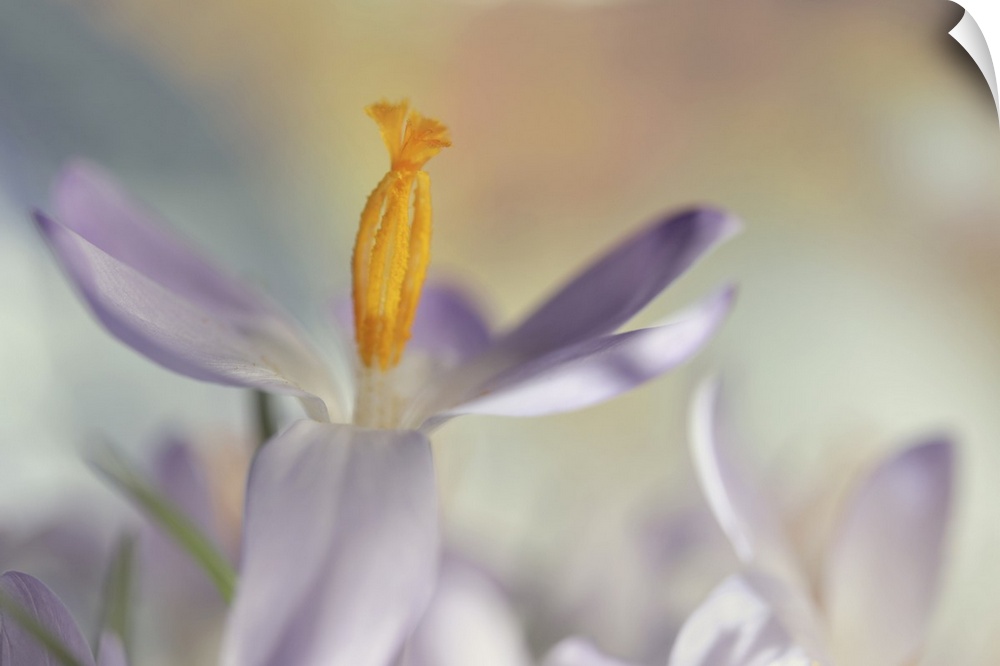 A macro image of several crocuses with focus on the stamens on one of them.