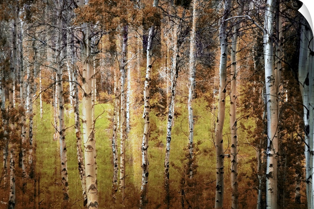 Photograph taken of a forest that is dense with birch trees that have lost most of their leaves.