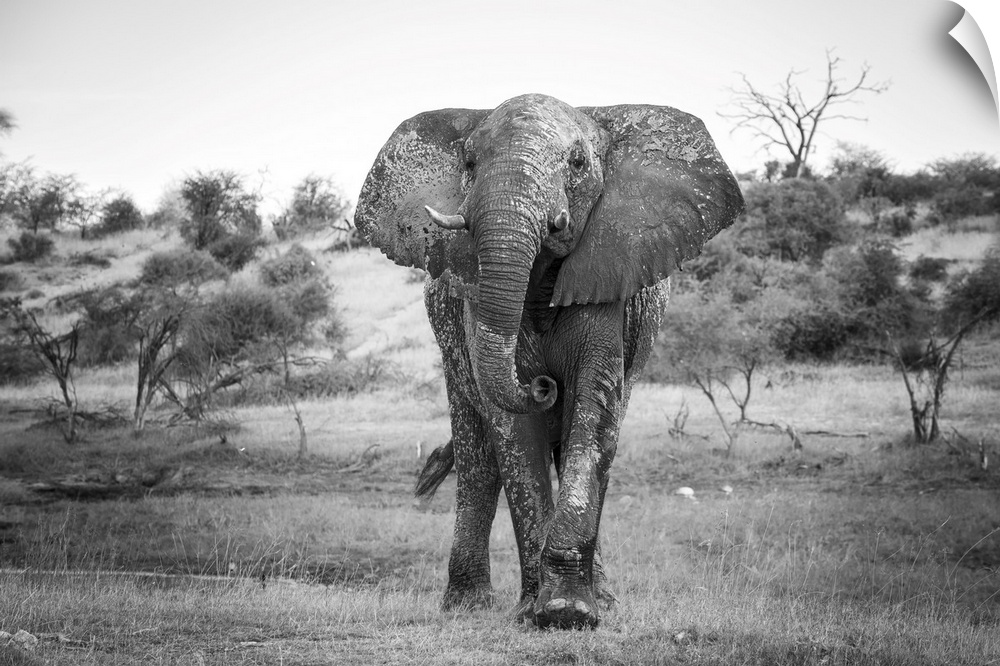 Elephant takes a closer look at the photographer.