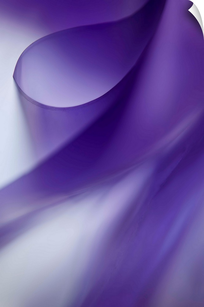 Abstract photograph with ribbon-like curves of purple and white.