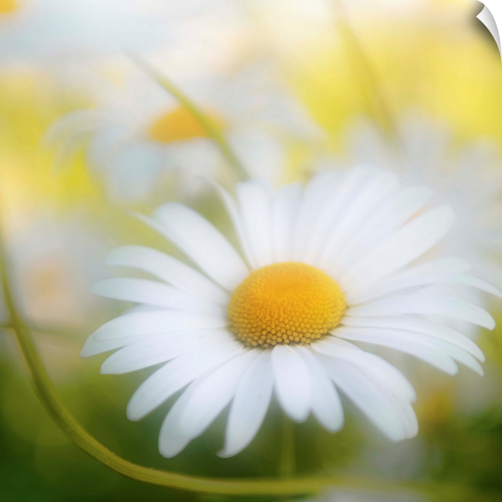 Sweetness of a daisy close-up