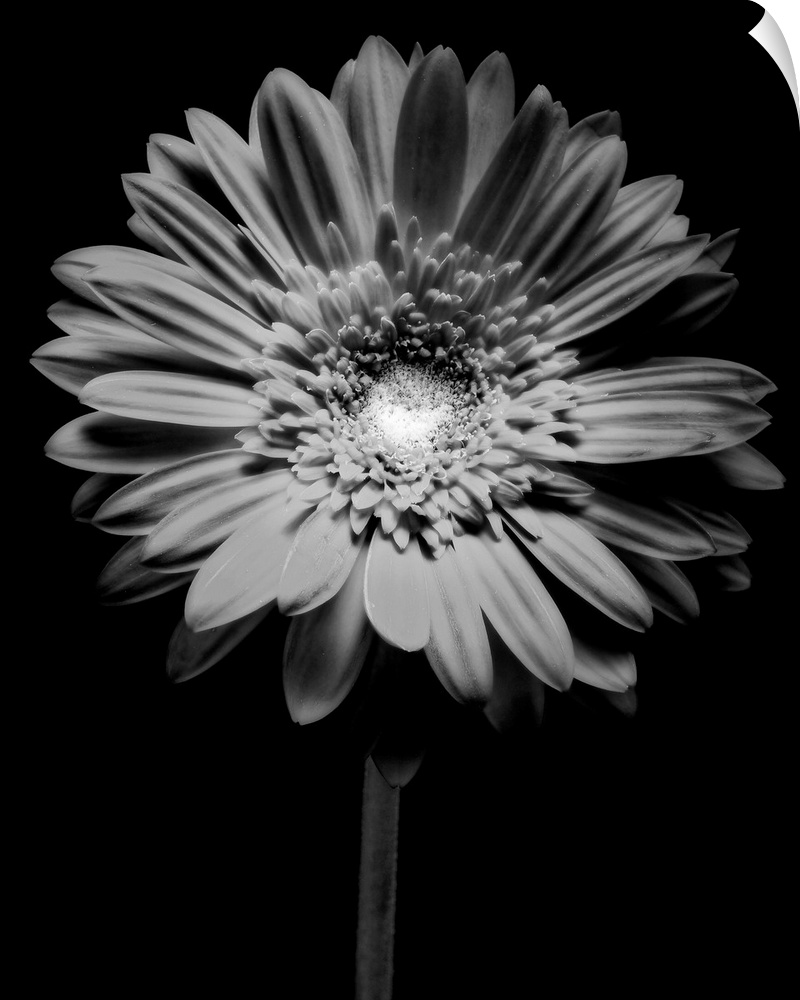 Red Gerbera Flower in Black and White
