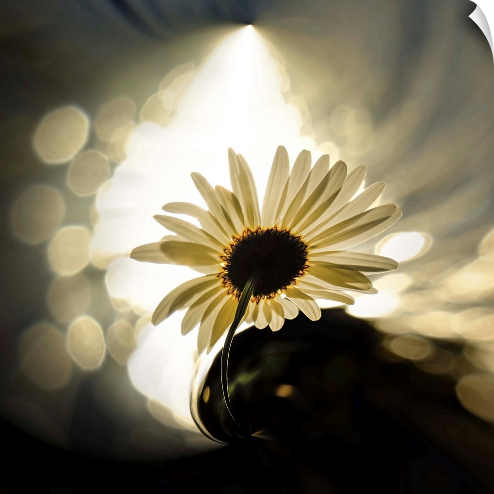 An ox-eyed daisy by the side of a lake, against the sun in the evening. The roundish large spots outlining the daisy are s...