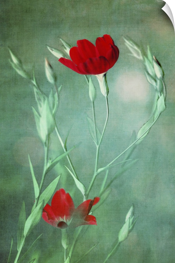 Small red flowers dance in the wind. Using a photo texture