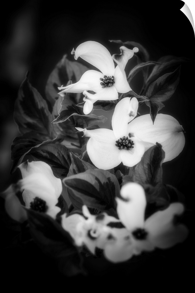Dogwoodes in black and white on a black background