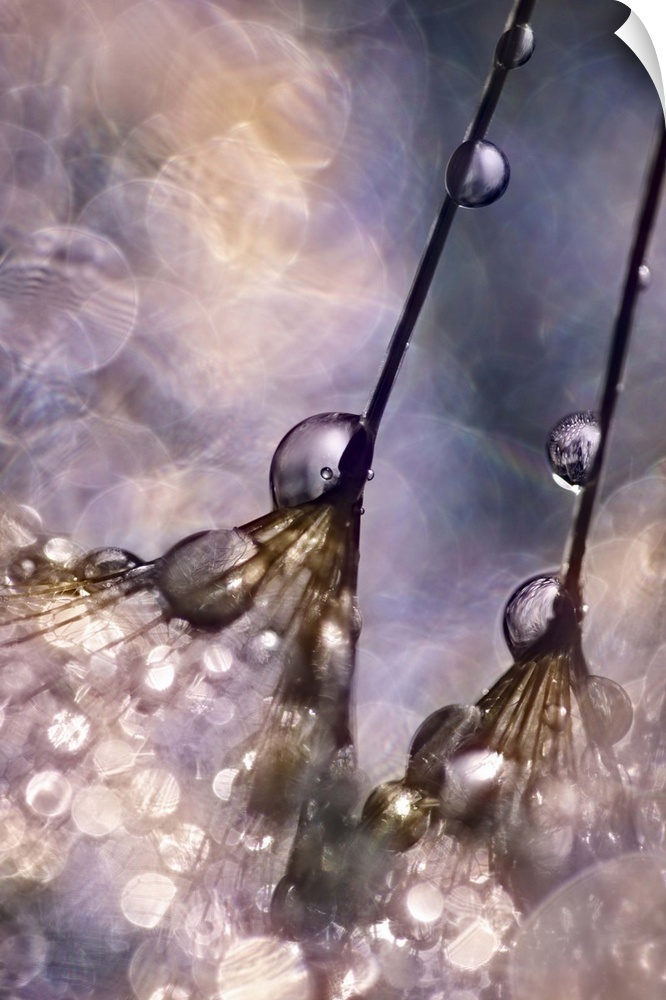 A pair of dandelion seeds covered in dew drops.