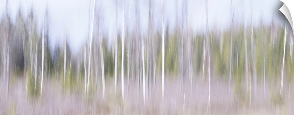 Artistically blurred photo. Young birch trees in a forest in south east Sweden on a sunny winter day.
