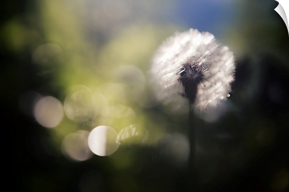 Extreme close-up of a dandelion seed head, set against the sun. Image made at f/2.8 with a macro lens, focusing on just a ...