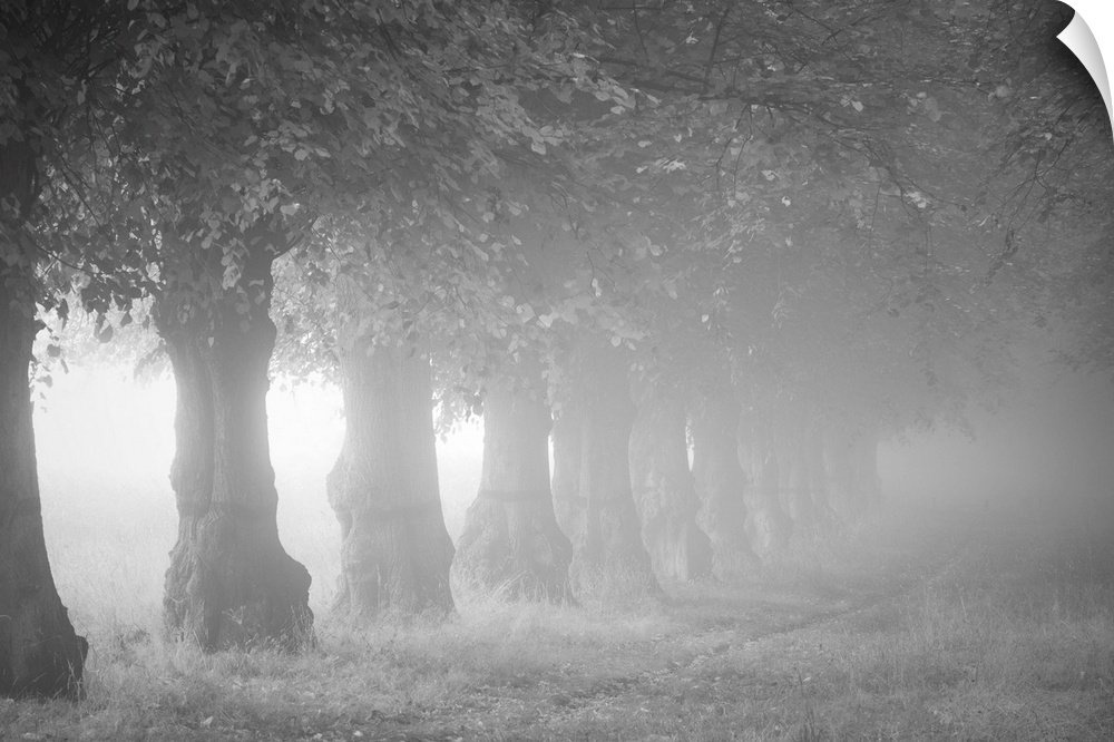 A black and white photograph of a line of trees on a foggy day.
