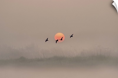 Dawn over the Marshland