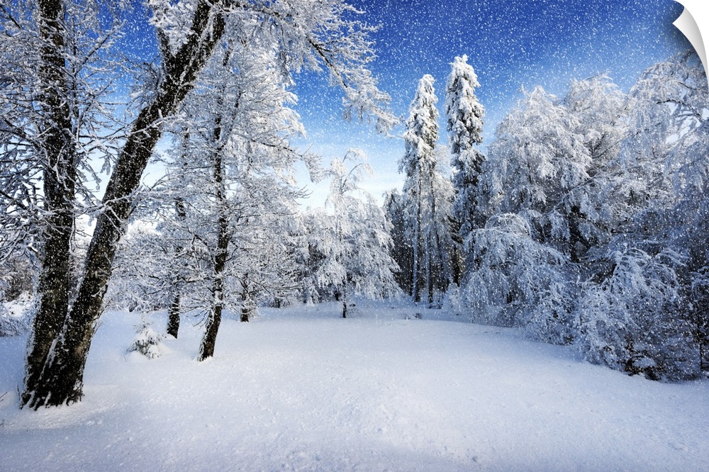 A photograph of a forest in fresh snow in winter.
