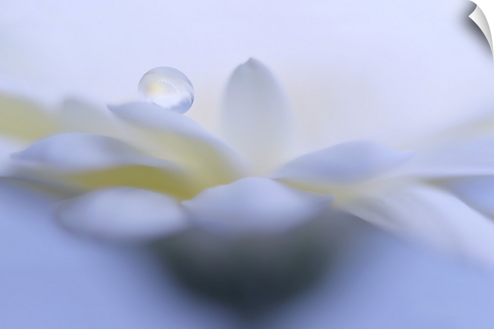A drop of water on a Gerbera's petal.