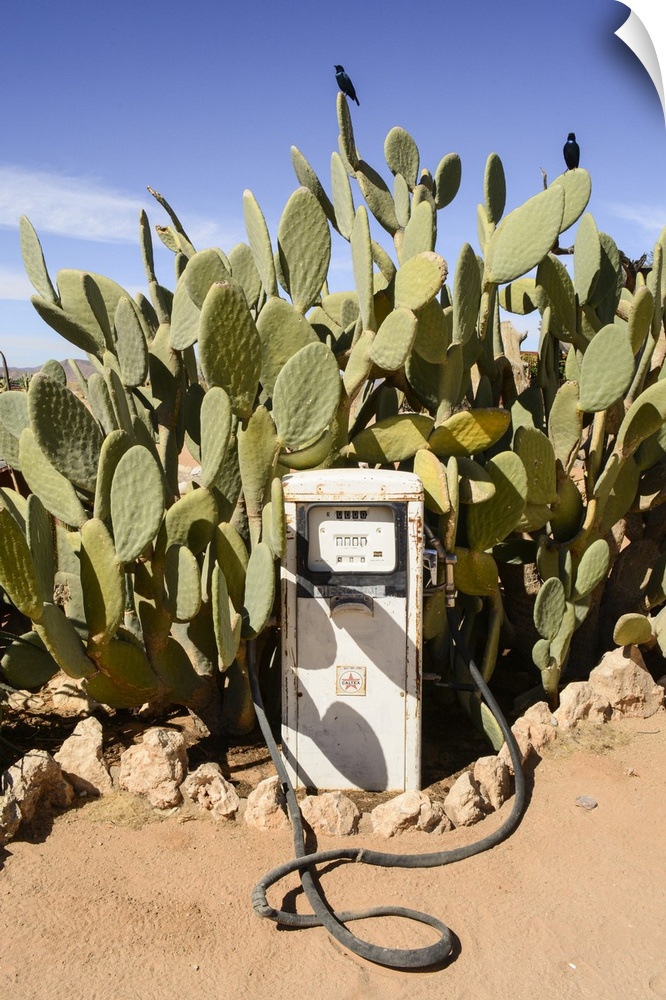 An old gas pump overrun by cacti in the desert.