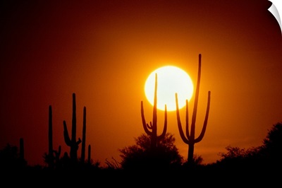 Desert Sun