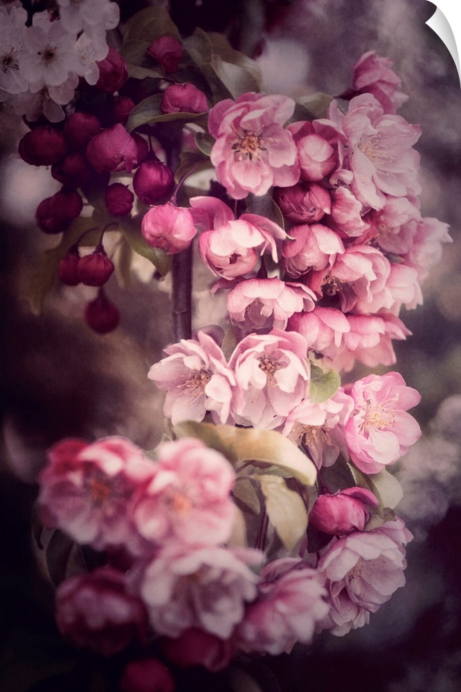 Japanese Cherry Blossom Cluster