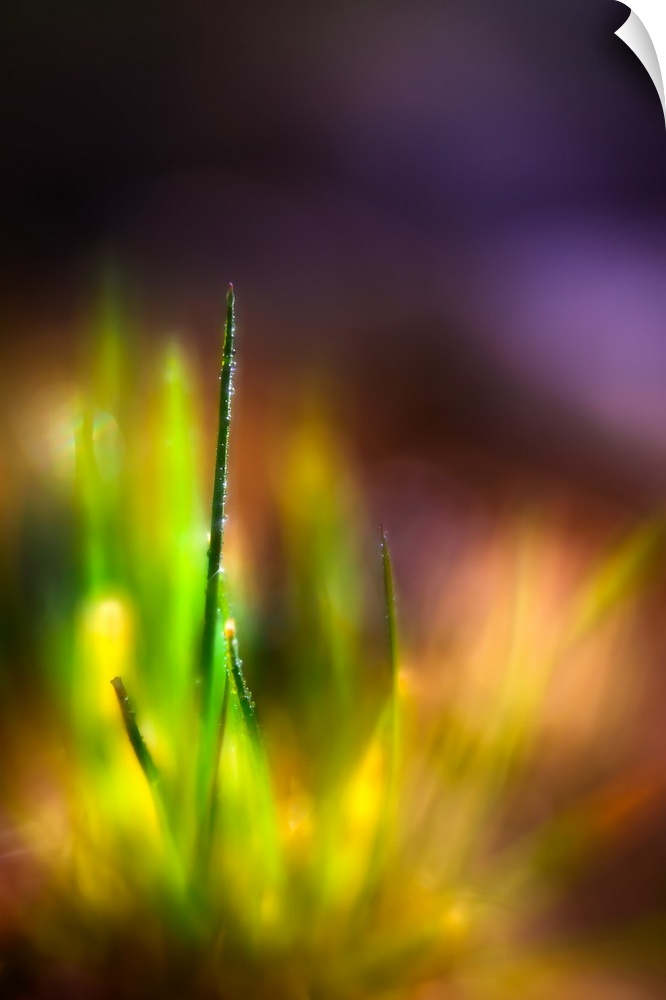 Soft light on blades of grass with dew drops.