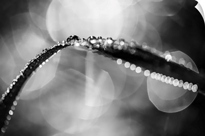 Dew On Leaf In Black And White