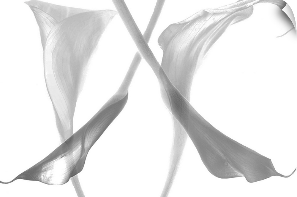 Diaphanous calla lilies. This artwork represents the callas flowers in monochrome and the look transparent.