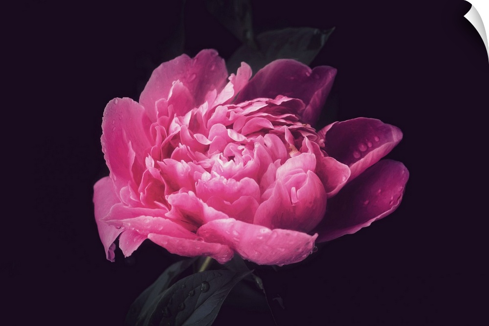 Close-up of a peony after the rain