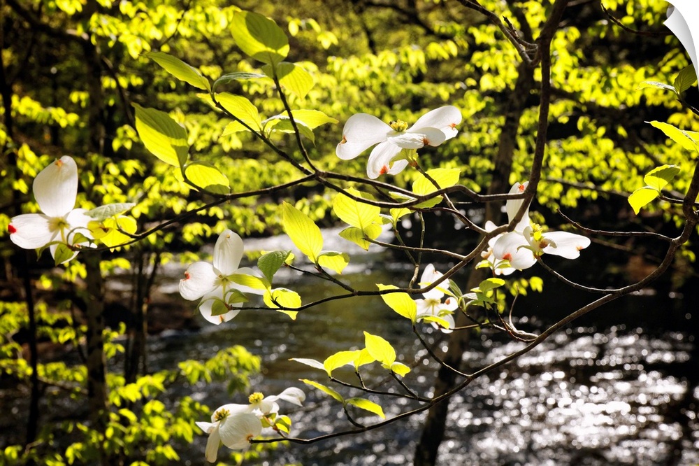 A photograph of bright green leaves and little white flowers on tree branches.