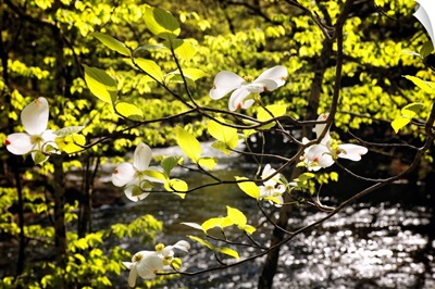 Dogwood Bloom Along a River