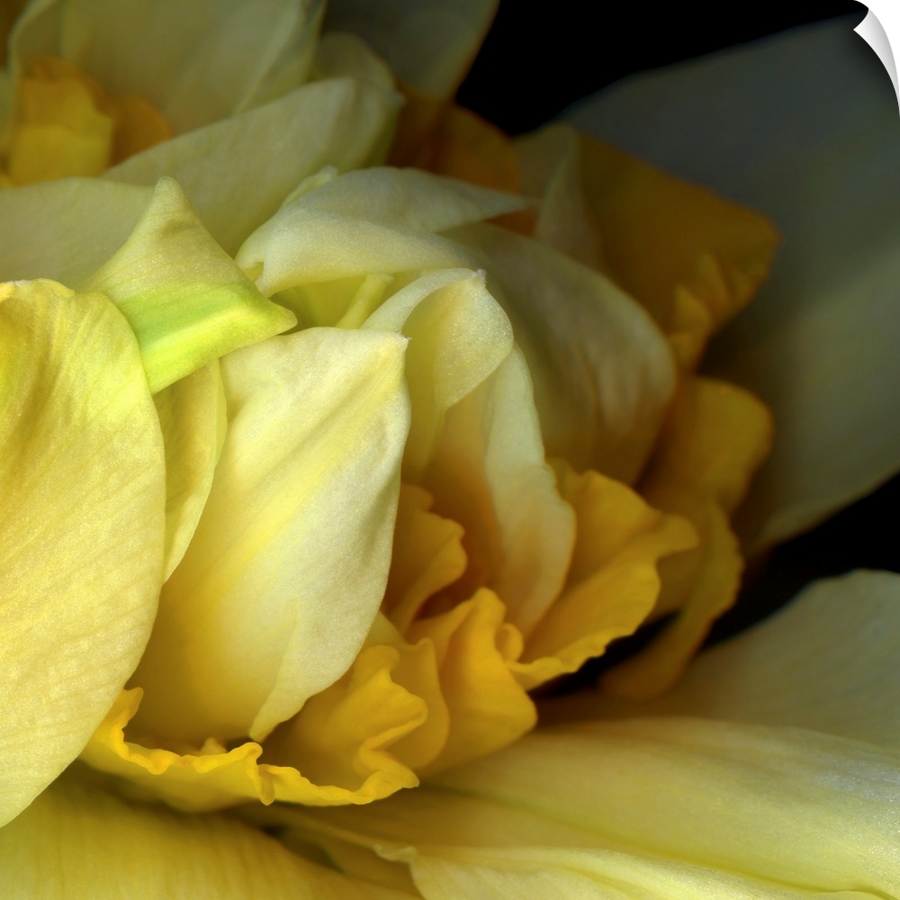 Double Daffodil Close-up