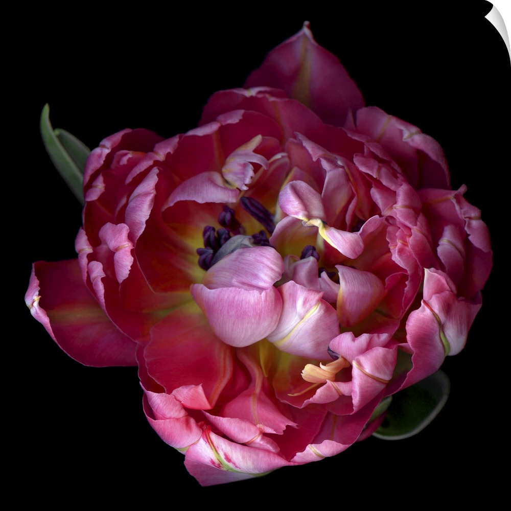 Top view of a double pink tulip