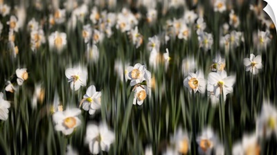 Dreamy Daffodils