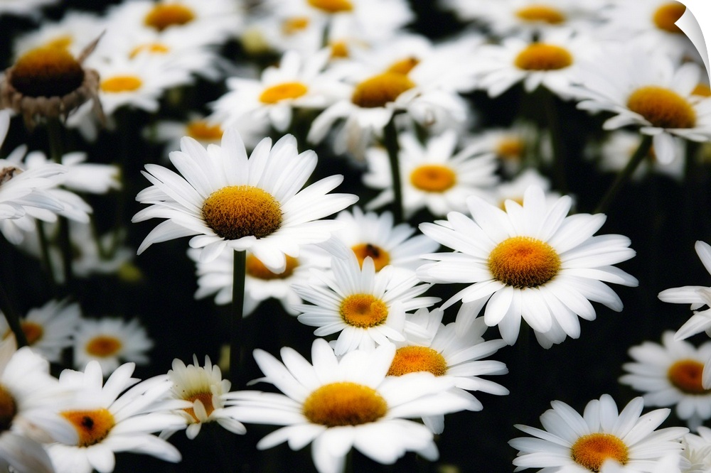 Large photograph shows an abundance of daisy flowers sitting in a field.  For this particular type of flower, their circul...