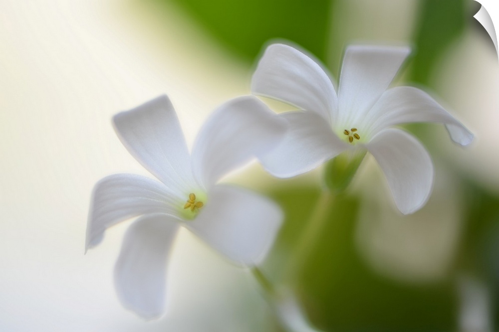 Close-up photograph of two white flowers with a shallow depth of field.