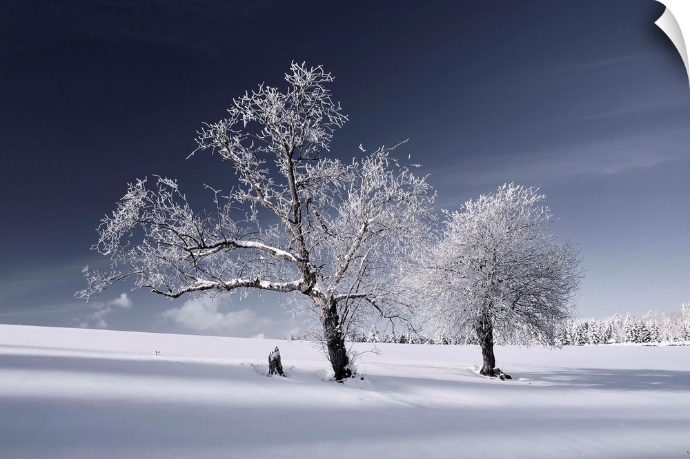 Large photograph of a snow covered landscape, two trees in the foreground, am open field behind them with a snowy tree lin...