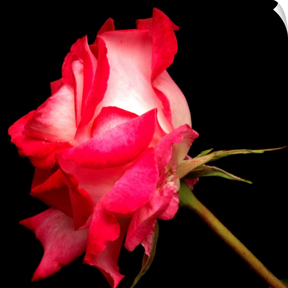 Duotone pink rose.