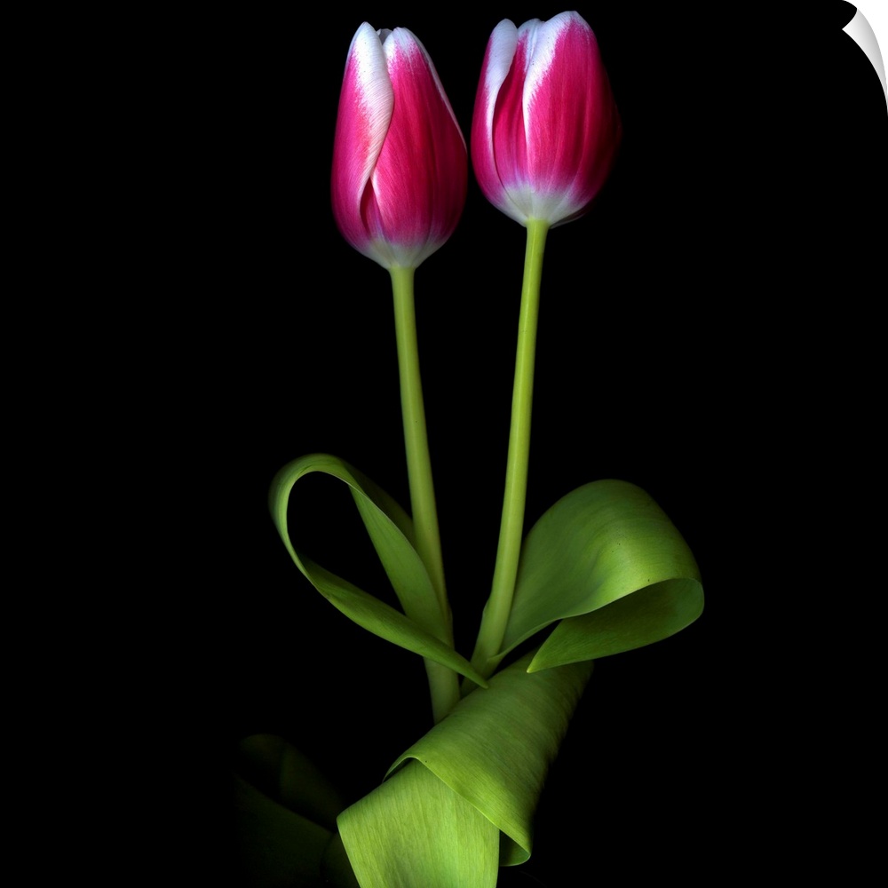 Two pink and white duotone tulips together.