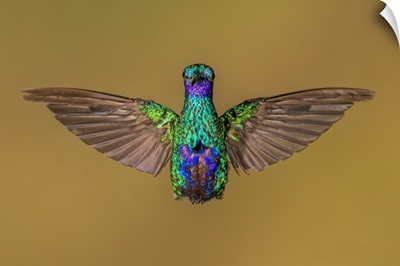 Ecuador Hummingbird