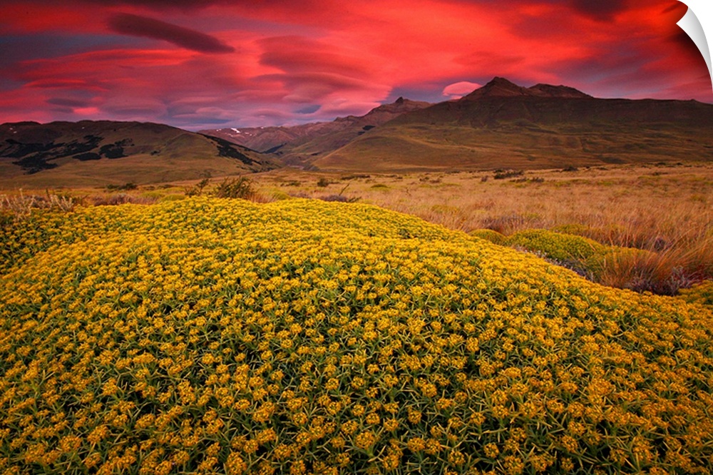 A thick field of flowers is pictured in the foreground with hills in the distance under a hot pink sunset sky.