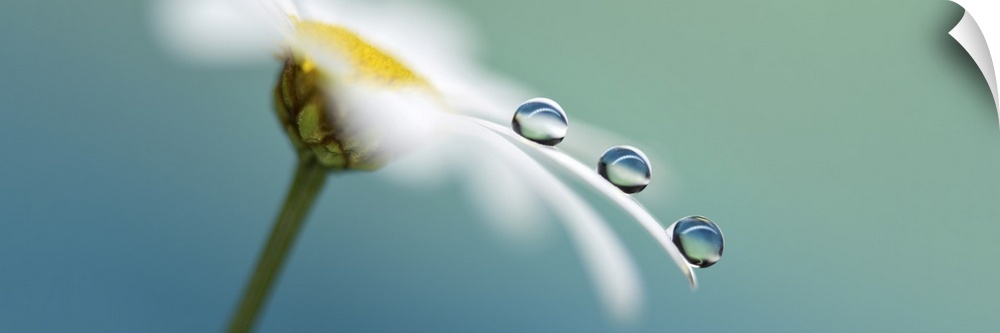 Waterdrops on a petal.