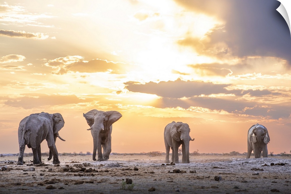 Four large elephant bulls approach each other at sunset.
