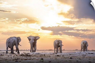 Elephant Bulls At Sunset