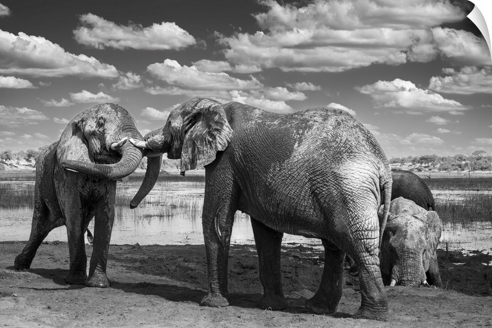 Young male elephants testing their strength through play fighting in Botswana.