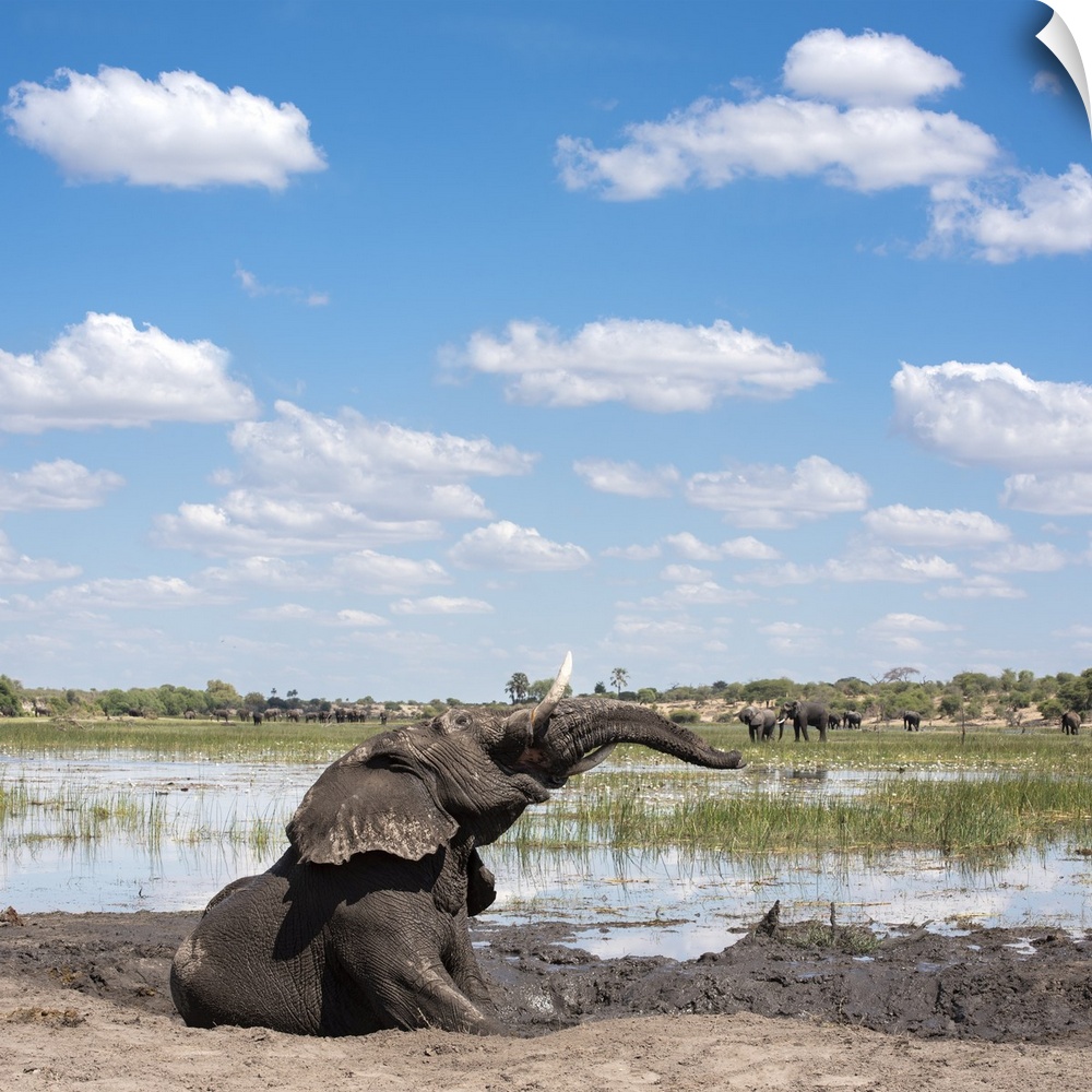An elephant throws his head around enjoying his mudbath.