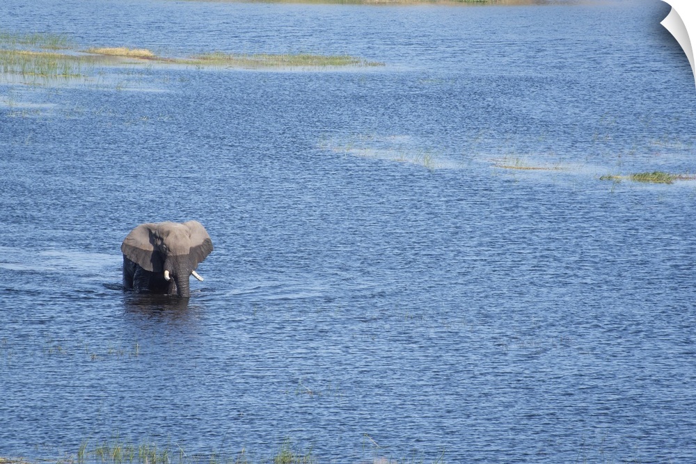 Large bull elephant crosses the Boteti river.