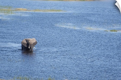 Elephant Crosses The River