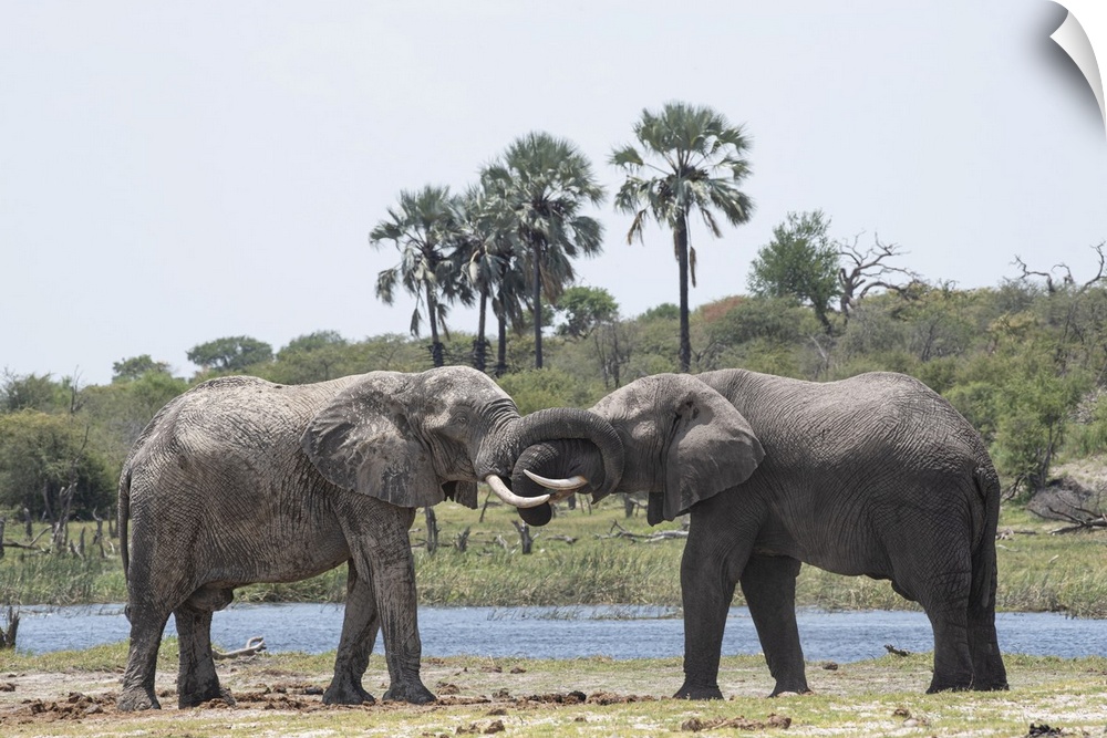Elephants Greet one another at the Boteti River.