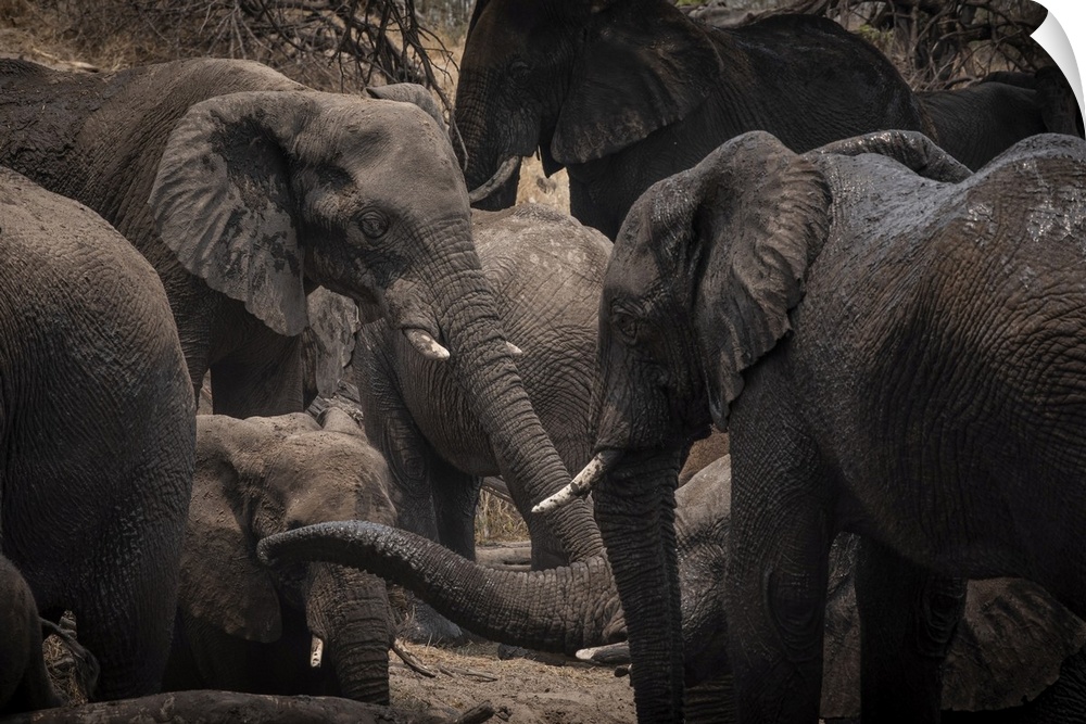 Elephants enjoy a mudbath together in Botswana.
